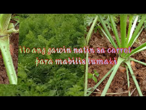 Video: Carrot Bakit Pagsibol Ng Binhi, Kapaitan Ng Mga Pananim Na Ugat