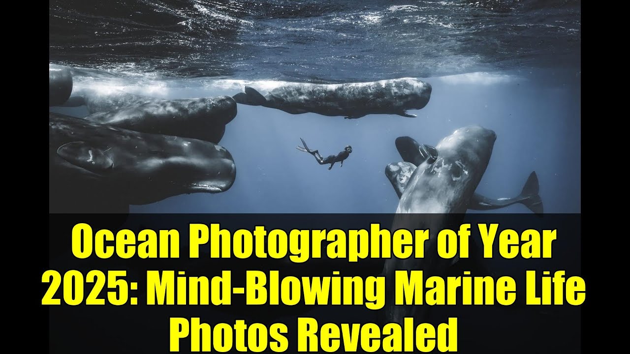 Ocean Photographer of Year 2025: Mind-Blowing Marine Life Photos Revealed