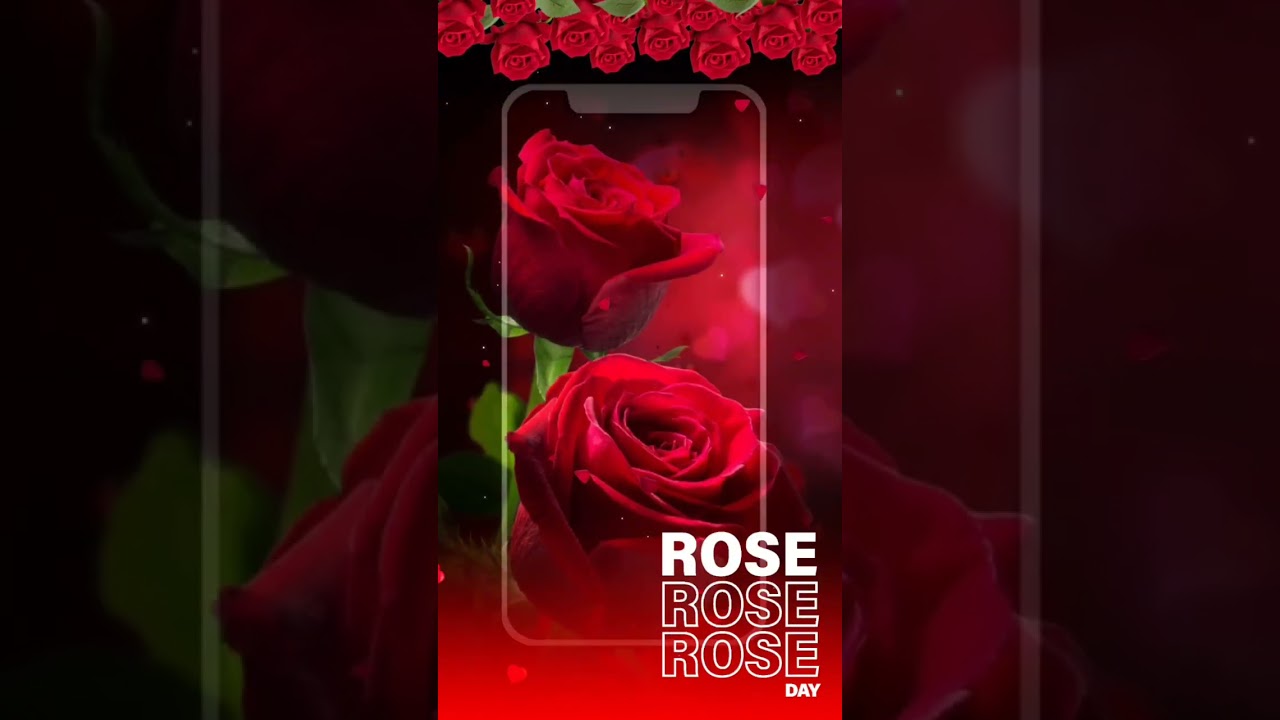 Happy Rose Day status2023 /7th January Status/Rose day 4k status/ Happy Rose day Full screen status