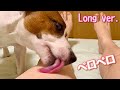 Dog licks my legs long ver. (Omit the opening and ending)