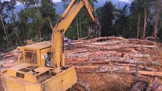 Menunggu chainsaw potong kayu terus angkat naik lori balak