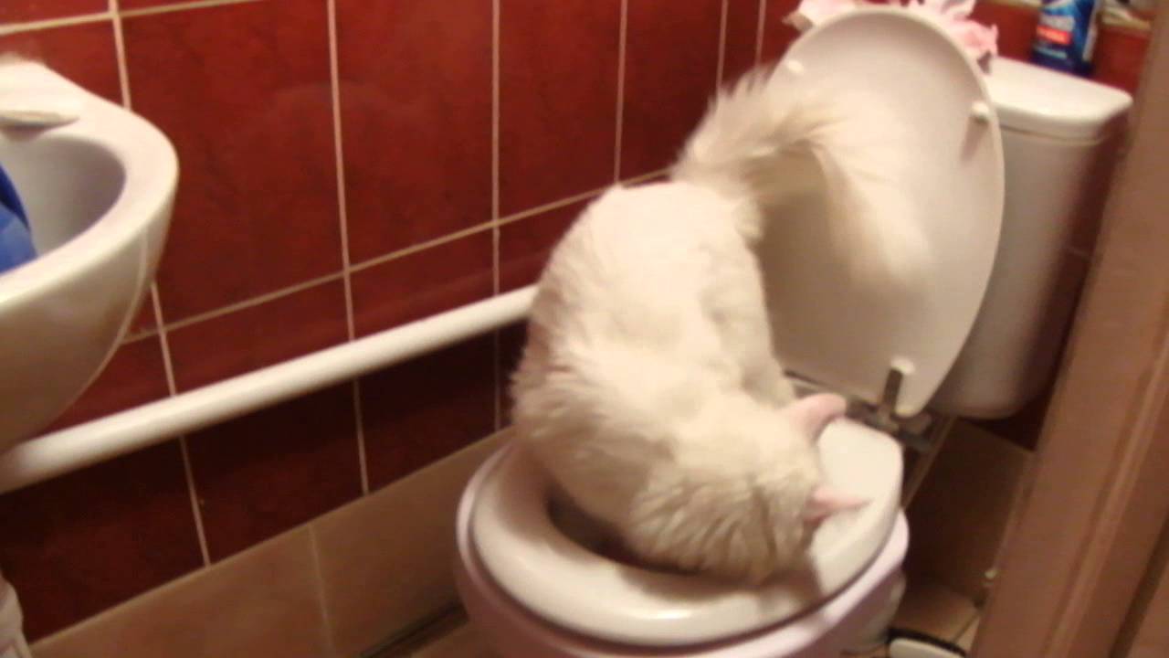 Toilet training Litter kwitter Red stage YouTube