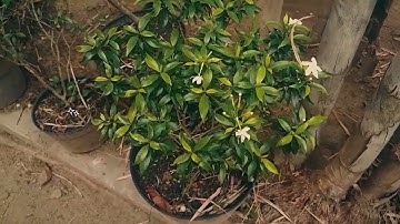 "Tugas informatika membuat vlog"Hai teman²👋🏻 Perkenalkan nama saya:Ziya Andrea Shazfa Dari Kelas:9.1