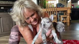 Lilac platinum & Merle frenchie puppies 6 weeks old