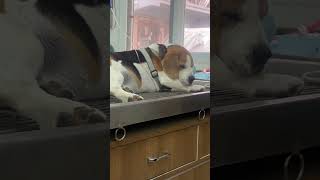 Postopp dental scaling vet labrador begale surgeon vet clinic