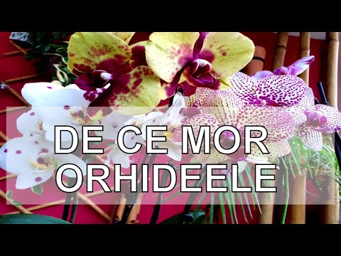 De ce mor orhideele