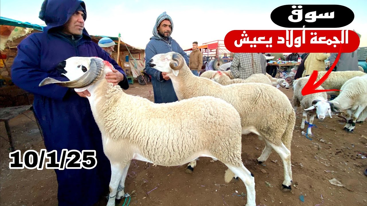 اليوم من سوق الجمعة أولاد يعيش جهة بني ملال 10/1/25 مع تمن حولي و النعجة و حولة🐑🐑🇲🇦