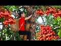 Harvest lychee fruit and sell  harvesting  cooking  ella daily life