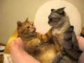 かわいい格闘をする猫　Fighting cute cat