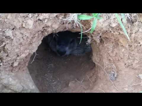 Friendly Groundhog Hiding in a Hole