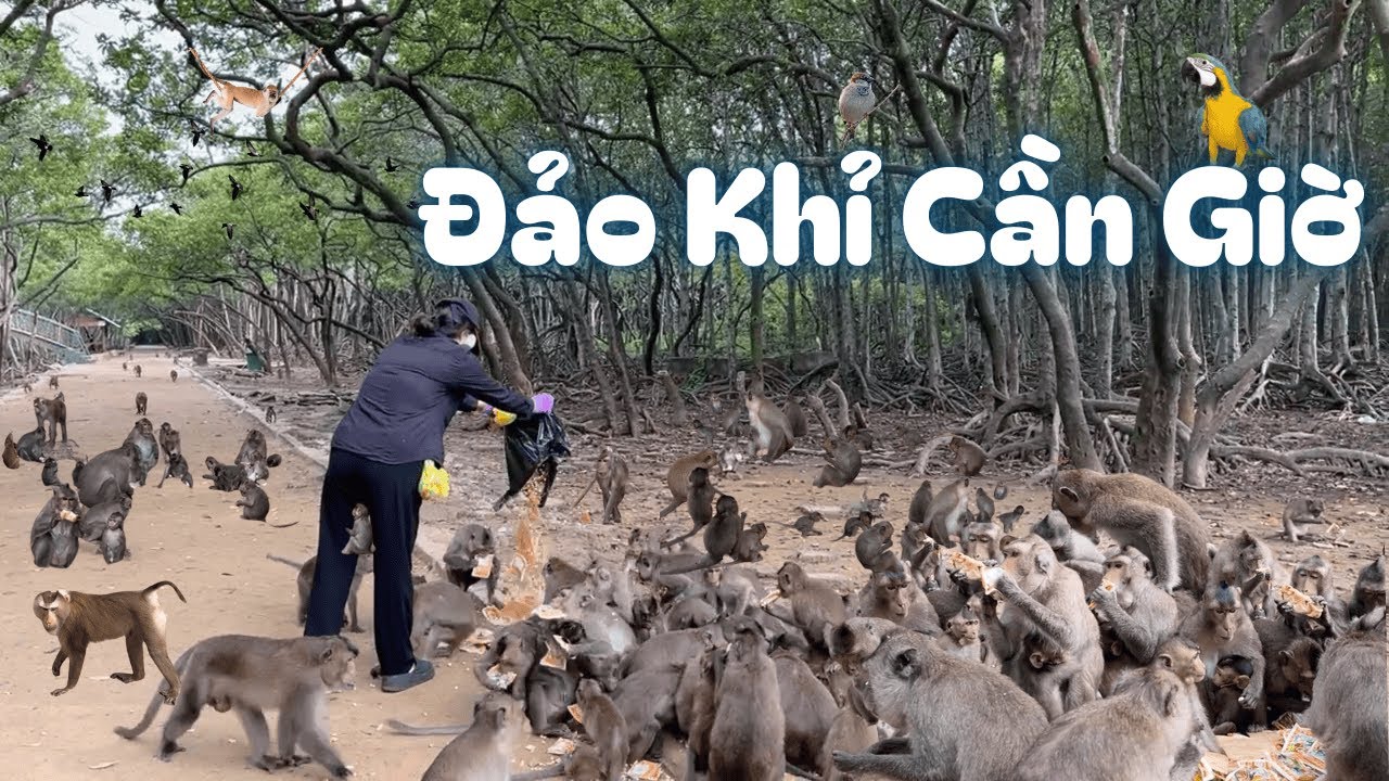 Поездка в лес Сак-Кан-Джио | Остров обезьян Кан Джио | Зона экотуризма Кан Гио