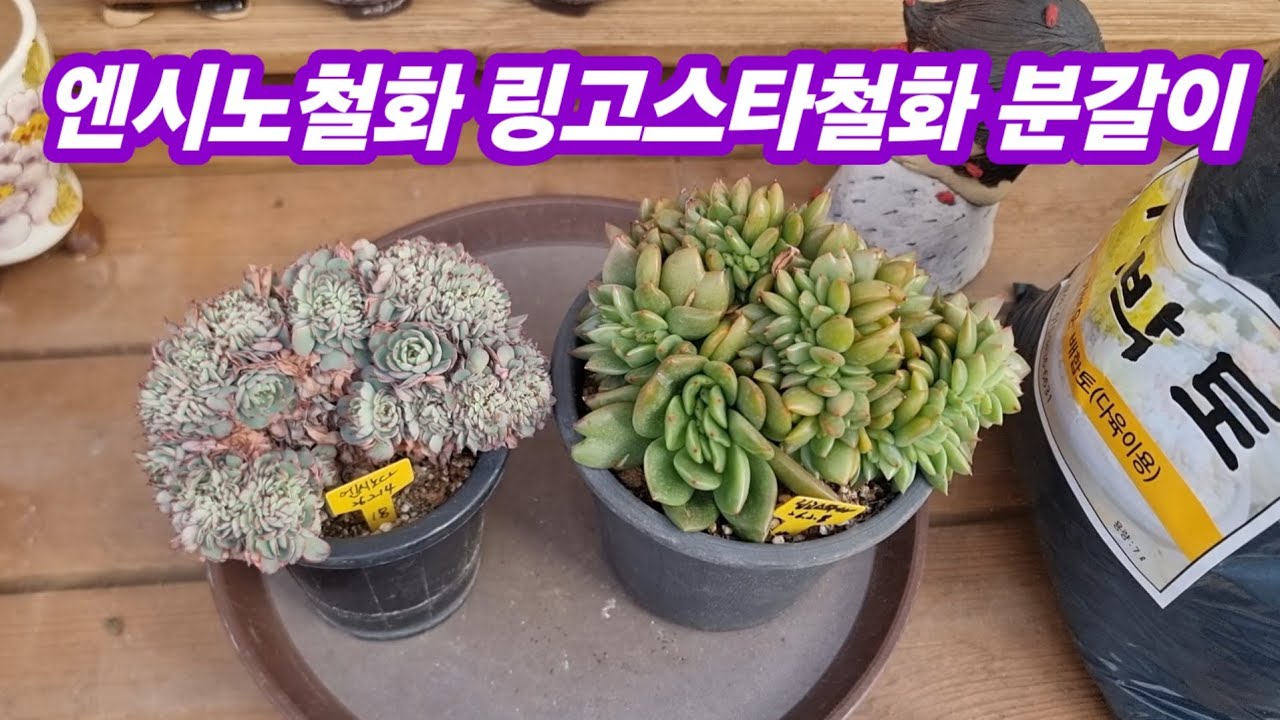 26.2.26 🌹엔시노철화와 링고스타철화 사박토로 분갈이해요🌹 #사박토 010-3436-6631 