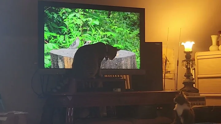 Cheetah (the kitten almost eaten by hawk) watching birds on tv