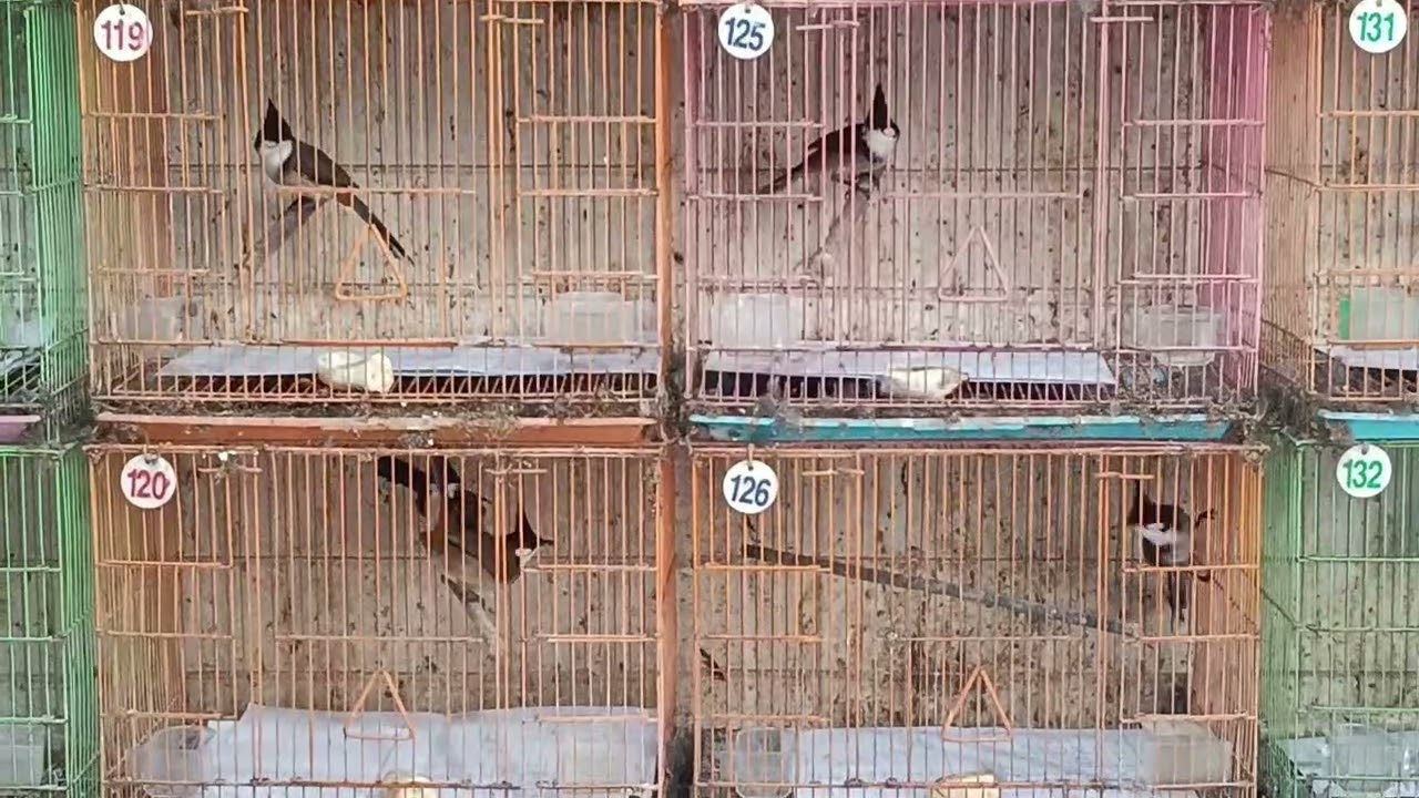 Thứ sáu 16/1....09.87.81.96.98....122/15 bùi đình túy f12 Q bình thạnh