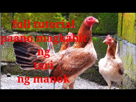 full tutorial paano magkabit Ng Tari nang manok  Ng walang sablay pagpomalo 2023