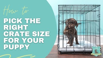 How to Pick the Right Crate Size for Your Puppy!