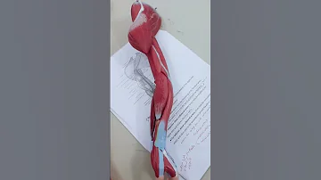 لم ن خلق عبثا حاشانا تحفيز طب 