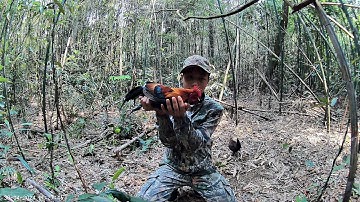 Bẫy gà rừng mới nhất 2024 | đi bẫy gà rừng ngày lễ và cái kết @dammesanbay