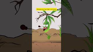 S23 Why Should You Avoid Mango Sap On Other Mangoes?