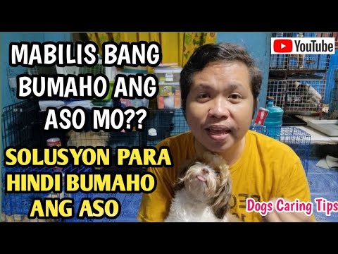 Video: Paano Tanggalin ang Mouse Glue mula sa Cats: 12 Hakbang