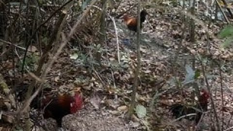 Mus yos hav zoov dib qaib qus tuaj zoo heev 2023