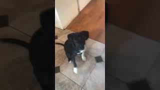 Puppy does every trick she knows for a treat