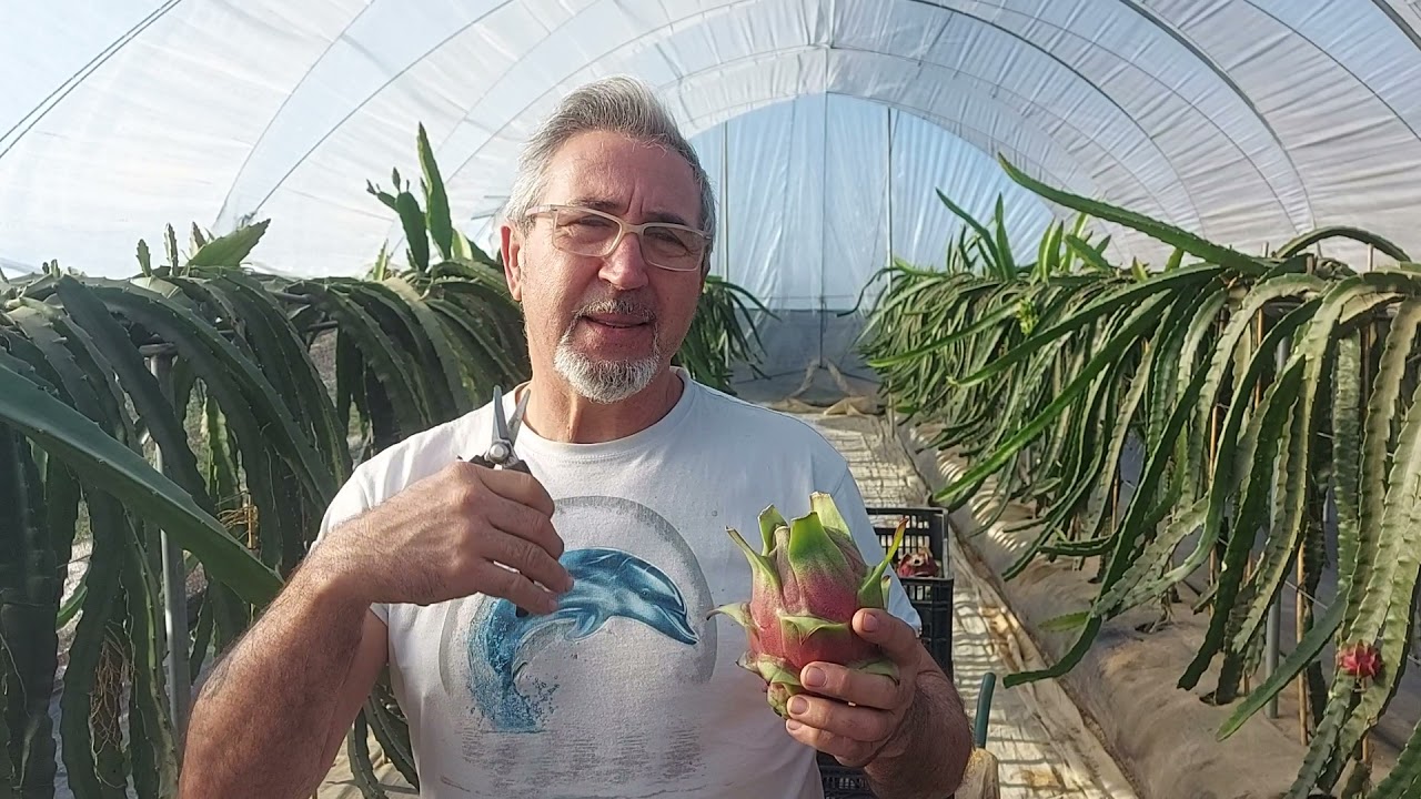 Como Recolectamos en España pitaya en Enero 🥰🌵🐉