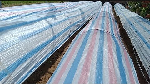 Thược Dược Trồng Vụ Sớm Những Ngày Này Thời Tiết Nắng Nóng Cây Có Bị Héo Không?