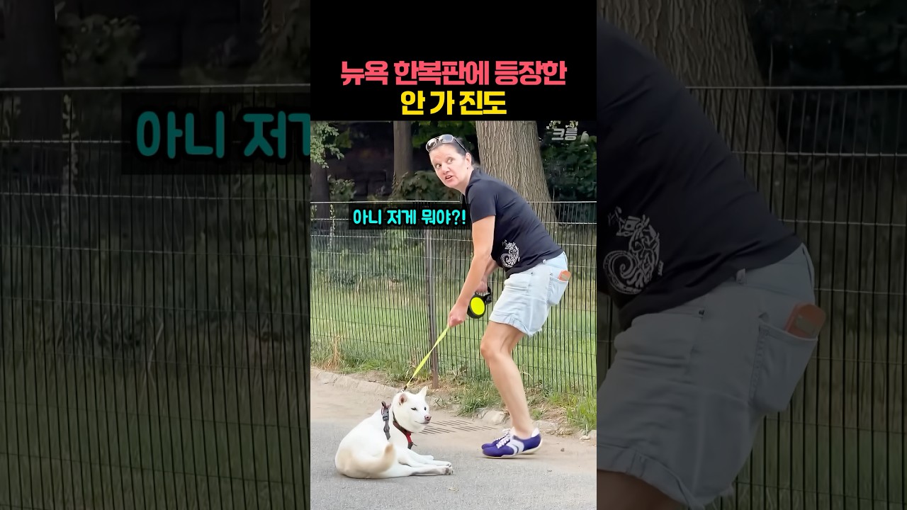 뉴욕 한복판에서 집에 안 가겠다는 진돗개