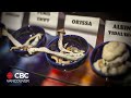 Bc company legally cultivating psychedelic mushrooms