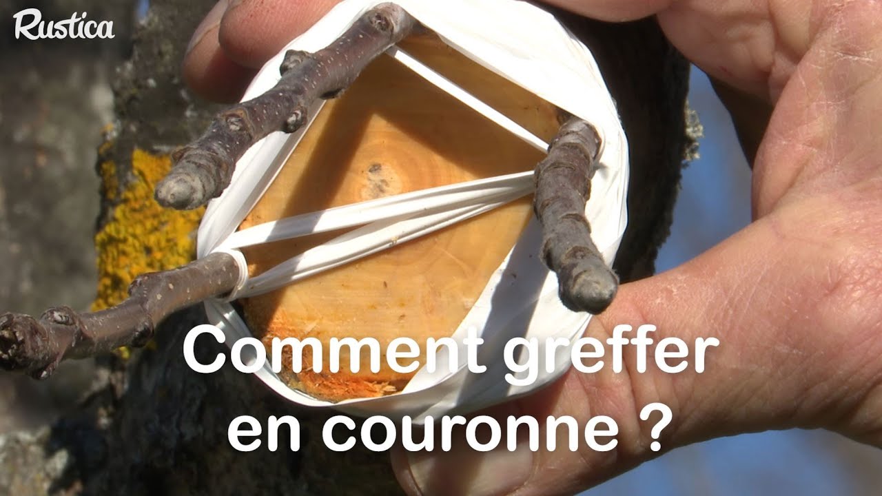 Comment greffer en couronne un arbre fruitier