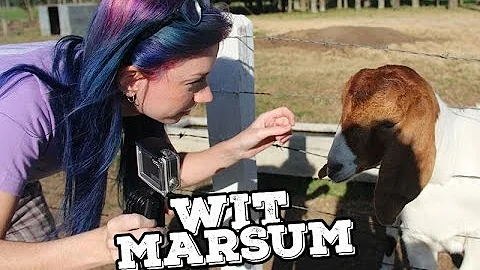 O que conhecer em Witmarsum?