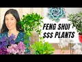Feng Shui Money Plants To Grow Your Wealth