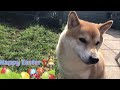 Shiba Inu celebrates easter!