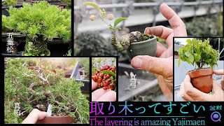【探訪】取り木ってすごい！超ミニ盆栽のやじま園さん9月の様子【盆栽Q】