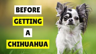 5 Things I Wish I Knew Before Getting a Chihuahua Dog 😱