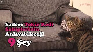 Sadece Tekir Kedi Sahiplerinin Anlayabileceği 9 Şey