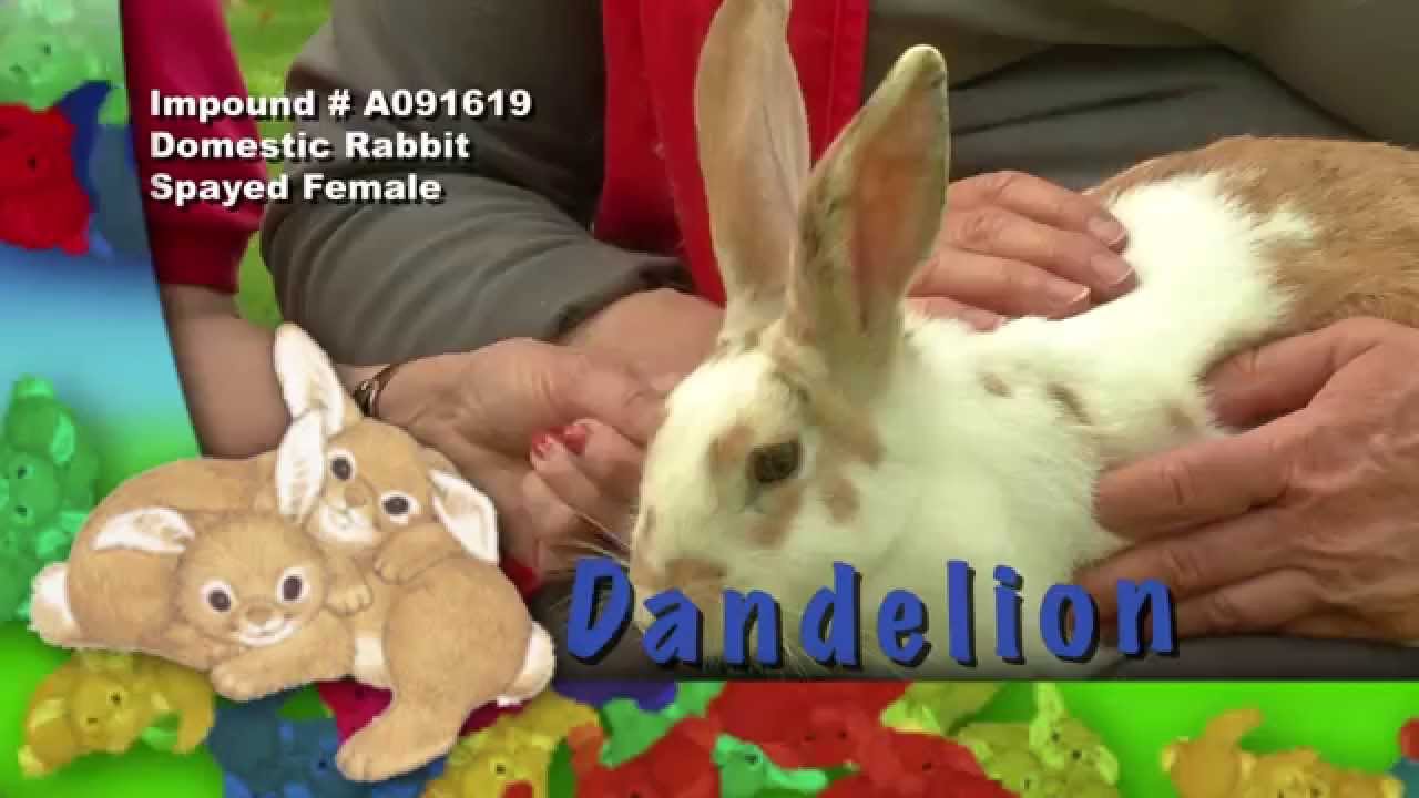 Irvine Pets & Company 169 YouTube