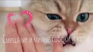 Прикольные видео с животными #26/ забавные животные / милые животные /