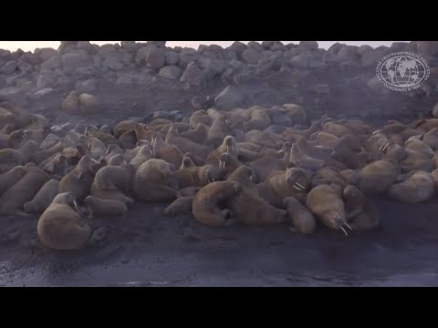 Video: Domedagsubåt: världens längsta ubåt sjösatt