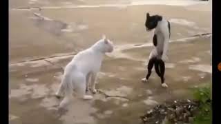 Arkaşlar En Sona Kadar Izleyenler Yoruma Kedilendin Yazsınlar