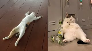 Try Not To Laugh Challenge 😹😆 Funniest Cat \& Dog Vines compilation 2023😆🐶