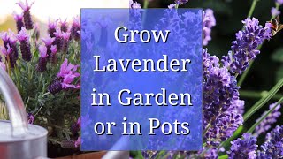 Grow Lavender in Garden or in a Pot