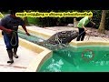 வழக்கத்திற்கு மாறான 10 செல்லப்பிராணிகள் |amazing and weird pets in the world|08