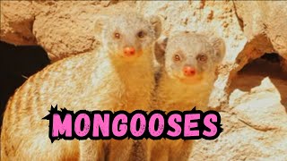 Cooldown with this compilation of MONGOOSES by Cooldown Compilation 341 views 4 months ago 5 minutes, 2 seconds