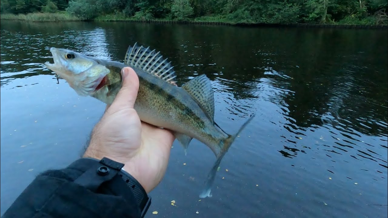 FISHING_Fiske i svartån - YouTube