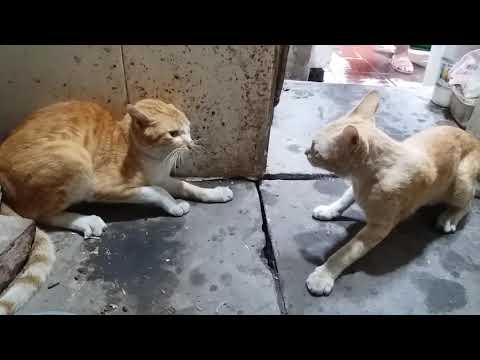 Mèo đánh nhau