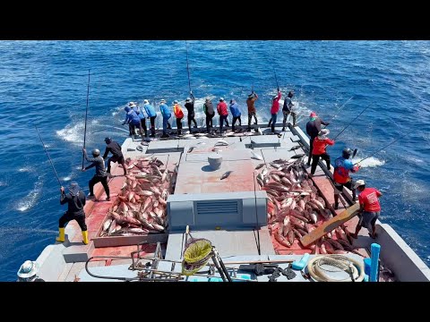 Full video of catching skipjack tuna in the early morning 😱