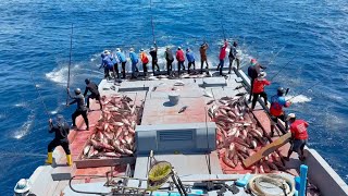 Full video of catching skipjack tuna in the  early morning 😱