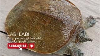 BUNYI PEMANGGIL LABI LABI DIJAMIN PASTI DAPAT